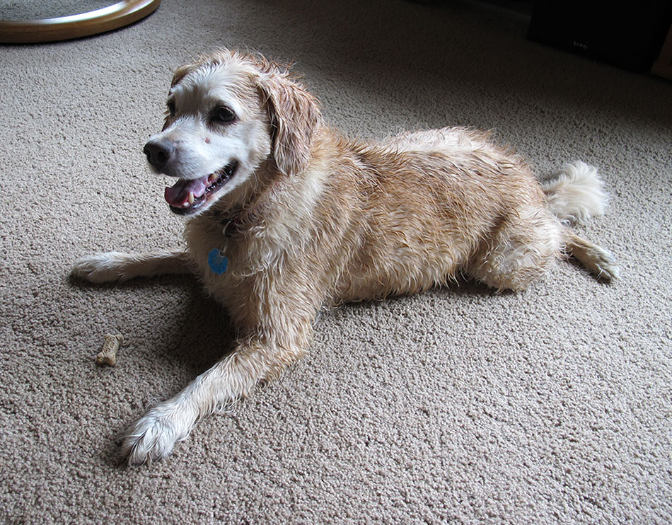A wet dog relaxing on the carpet after a walk in the rain.